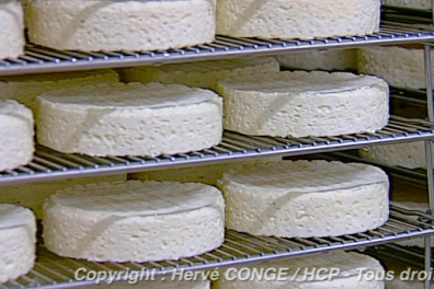 La fabrication industrielle d'un fromage à pâte molle - extrait